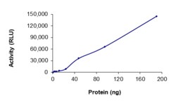 Sino Biological&nbsp;Recombinant Human c-Kit Protein (d560-576, V654A, GST Tag), Active